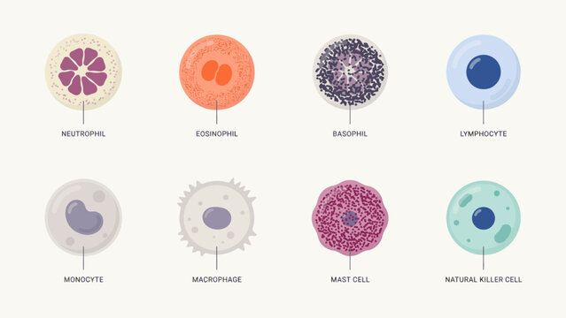 Medical illustration of eight types of white blood cells with labels . Vector illustration.