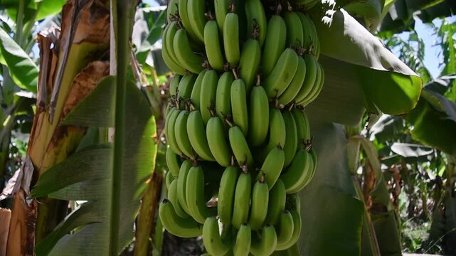 Heavy bunch of unripe green bananas hangs among broad tropical leaves, showing fruit growth before harvest on plantation.