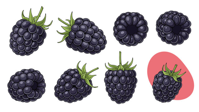 Array of fresh blackberries is shown from multiple angles in a detailed illustration style featuring deep purple berries and green leaves.