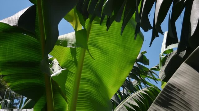 Sunlit banana leaves sway gently in light tropical breeze against clear blue sky, showing lush exotic foliage overhead.