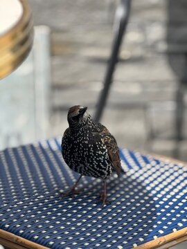 Pequeno p&aacute;ssaro pousado sobre mesa com fundo desfocado, fotografia de vida selvagem em ambiente costeiro.