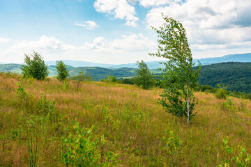 Fototapeta premium tree on a field in mountain landscape. green countryside of ukraine in summer. cloudy weather. carpathian landscape in dappled light. amazing carpathian highland