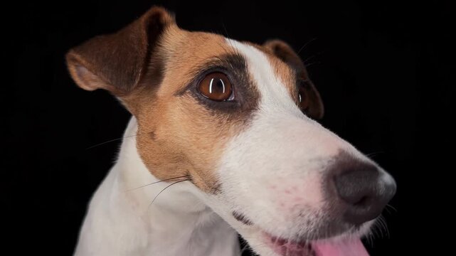 Close-up portrait of a Jack Russell Terrier licking its nose on a black background. 