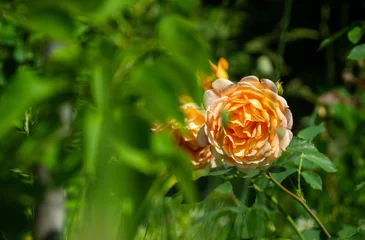 A cluster of rose flowerheads scattered in lush green grass, glistening in the sunlight. The flowers create a vivid contrast against the natural backdrop of the grassy field. © Evgeny Leontiev