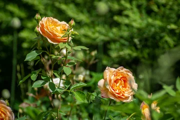 A cluster of rose flowerheads scattered in lush green grass, glistening in the sunlight. The flowers create a vivid contrast against the natural backdrop of the grassy field. © Evgeny Leontiev