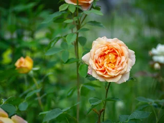 A cluster of rose flowerheads scattered in lush green grass, glistening in the sunlight. The flowers create a vivid contrast against the natural backdrop of the grassy field. © Evgeny Leontiev