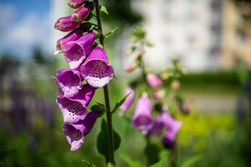 A cluster of rose flowerheads scattered in lush green grass, glistening in the sunlight. The flowers create a vivid contrast against the natural backdrop of the grassy field. © Evgeny Leontiev