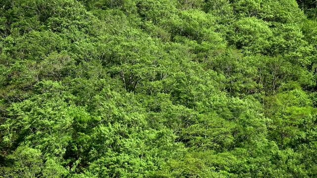 風に揺れる新緑の木