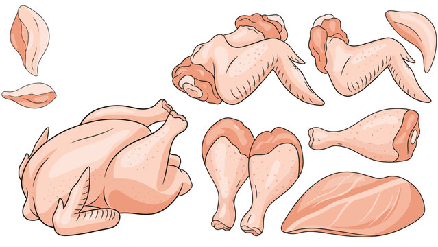 Raw chicken parts illustration featuring whole bird, breast fillet, wings, and drumsticks on a clean white background.
