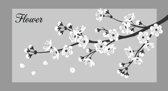 Elegant branch of cherry blossoms with white flowers on a grey background, accompanied by the word flower in cursive.