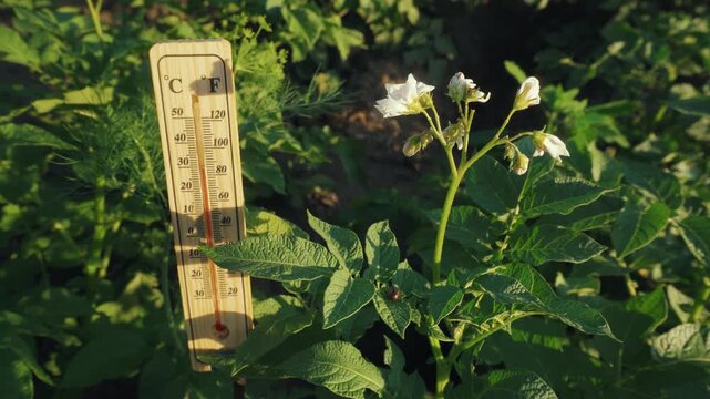 Thermometer displays temperature in Celsius next to flowering potato plants in a lush garden setting under bright sunlight