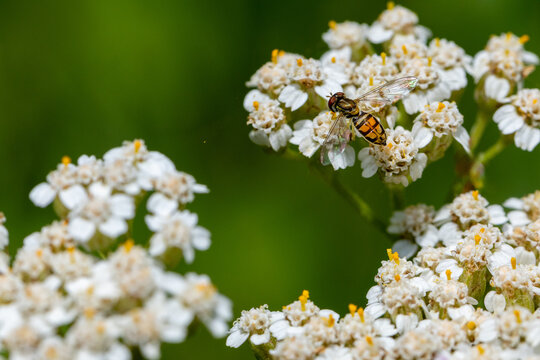 Margined Calligrapher Hoverfly with Iridescent Wings on Wild Yarrow