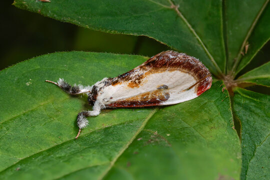 Beautiful Wood-Nymph Butterfly Resting on a Green Leaf