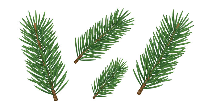 Four detailed green spruce tree branches with needles and brown stems showing various orientations for nature and holiday decorations.