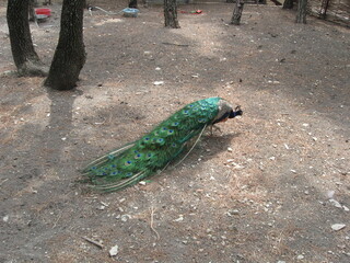 Obraz premium Peacock walking through forest with vibrant green feathers 