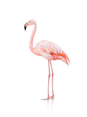 Obraz premium Pink flamingo isolated on transparent background.