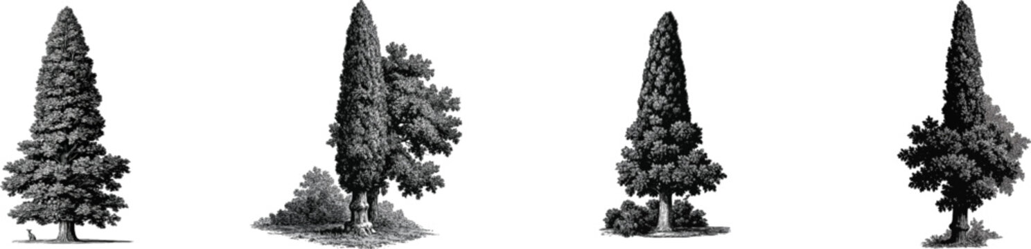 A Columnar Fastigiate oak tree stands tall with its branches tightly parallel to the trunk, forming an ultra-narrow cigar shape in a black and white vector art landscape architecture icon isolated on