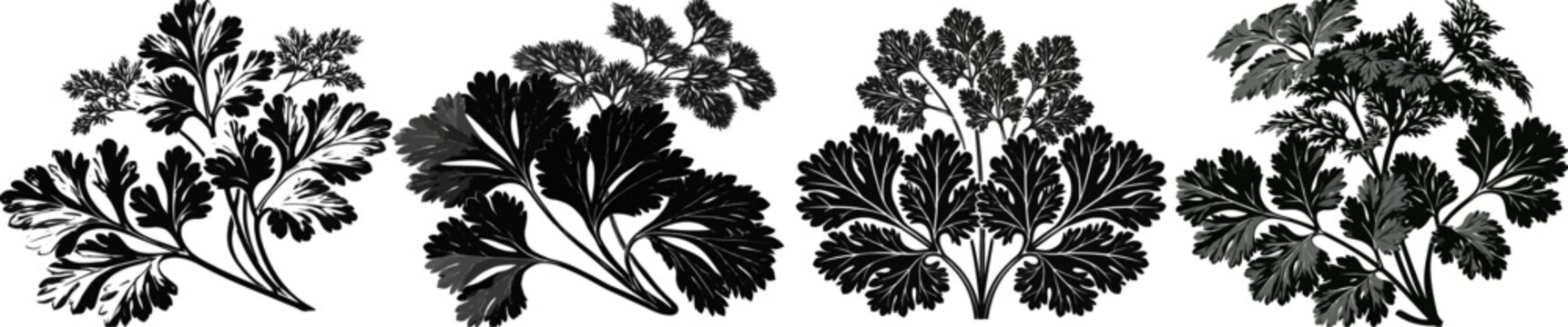 A detailed black-and-white vector illustration of a coriander plant showcases its deeply divided fan-like base leaves and feathery upper foliage against a pure white background
