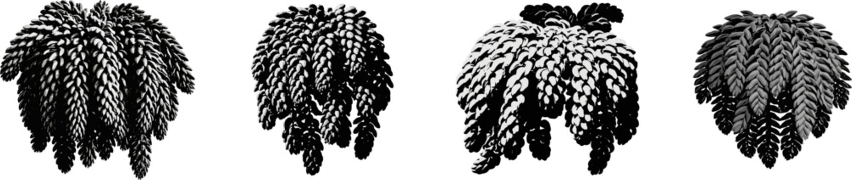 This dense burros tail features thick, braided rows of fleshy leaves that drape downwards in a unique textural silhouette against a solid white background