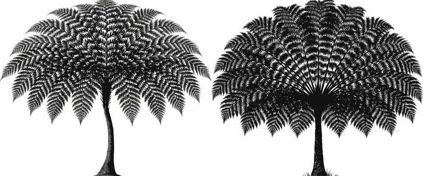 A dramatic Black Tree Fern stands tall with its slender trunk and intricate umbrella crown of lacy fronds, rendered in a striking black and white vector illustration against a pure white background
