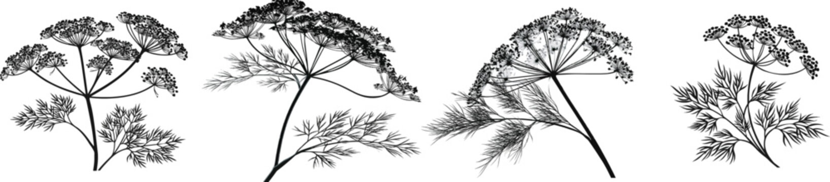 A fresh dill stalk with multi-branched, feather-like leaves and flat umbels in black and white vector illustration, clean stencil style, isolated on a pure white background
