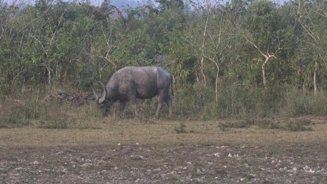 Wild water buffalo grazing in Kaziranga National Park, Assam, India