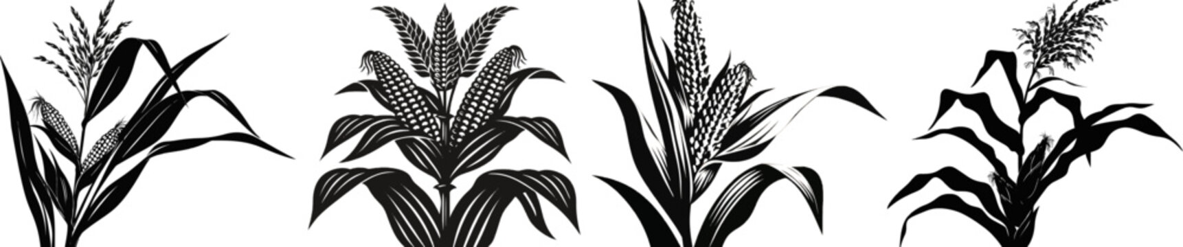 A mature field corn stalk with wide leaves and full ears of corn showing silk, black and white vector art, flat solid silhouette, isolated on a pure white background