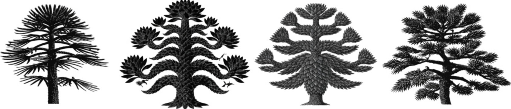A Monkey Puzzle Tree stands majestically with its sharp geometric branches adorned in overlapping scale leaves, rendered as a striking black and white vector graphic against a pure white background