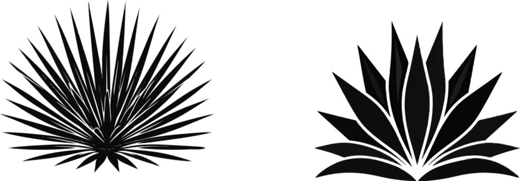 An Agave sisalana rosette features long, straight sword leaves forming a rigid architectural starburst pattern in black and white on a pure white background