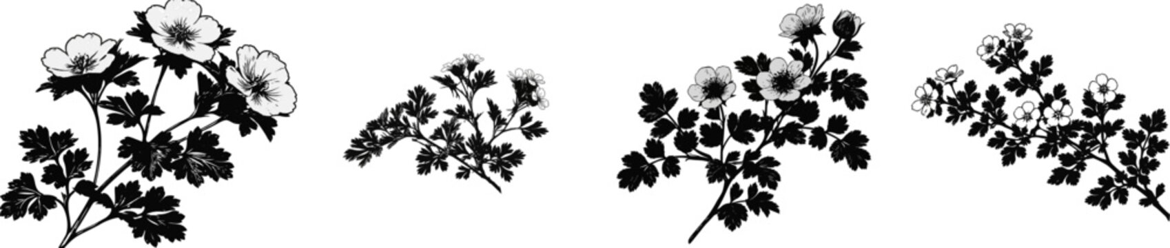 A striking black-and-white illustration of a potentilla branchlet showcases its distinct five-lobed micro leaves and simple round flower outlines against a solid white background