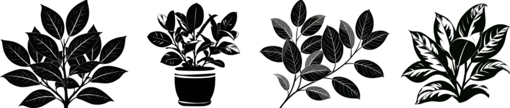 A minimalist black and white vector illustration of a rubber tree (Ficus) with large, thick oval leaves, isolated on a pure white background