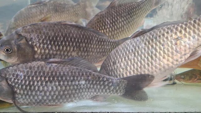 Live freshwater crucian carps swimming in clear water tank at grocery market. Raw scaled silver prussian carps in fish shop. Marine food. Fresh catch of river seafood, for cooking traditional dinner