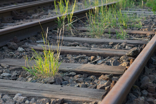 Grass boldly grows on a unhostile environment