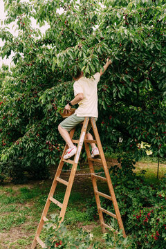 Teenage Boy Picking Cherries From High Branches In Garden