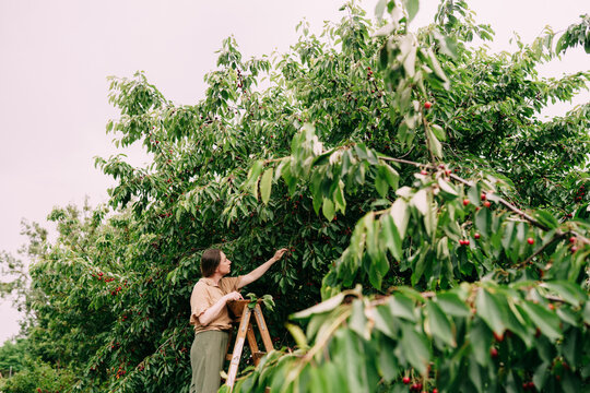 Woman Gathering Cherries Beside Ladder In Green Orchard