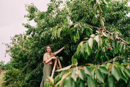 Smiling Middle-Aged Woman Picking Cherries In Summer Orchard