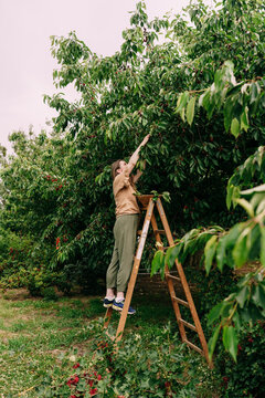 Woman Reaching For Cherries From Wooden Ladder In Orchard