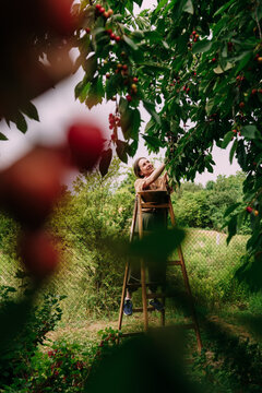 Woman Picking Cherries Framed By Leaves And Red Fruit
