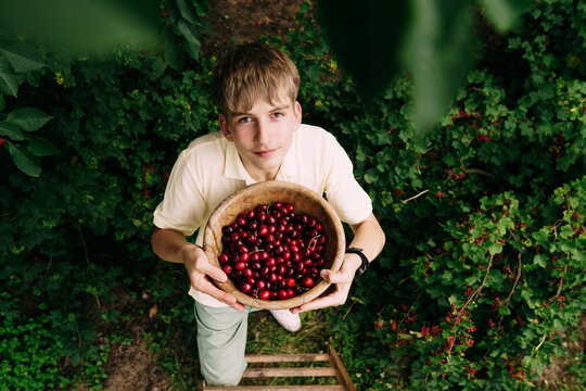 Teenage Boy Holding Bowl Of Fresh Cherries After Harvest
