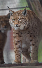 Carpathian lynx © svobodacontributor