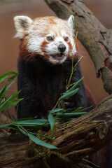 Obraz premium Red panda