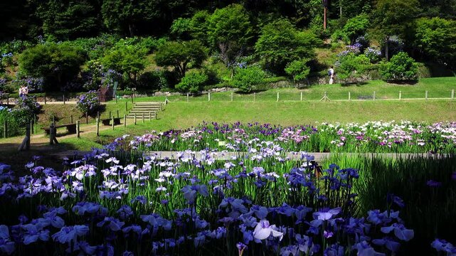 三景園のハナショウブ