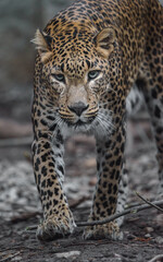 Fototapeta premium Sri lankan leopard