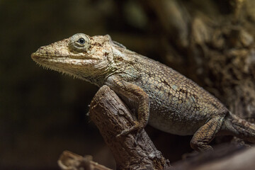 Fototapeta premium Anolis