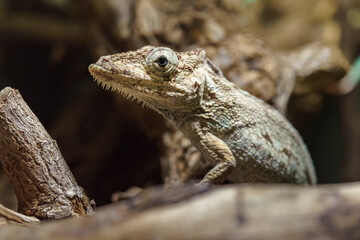 Fototapeta premium Anolis