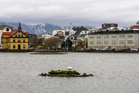 Whooper swan Cygnus cygnus resting on a small rocky island in Lake Tjornin with Mount Esja in the background Reykjavik Iceland