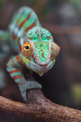 Fototapeta premium Panther chameleon