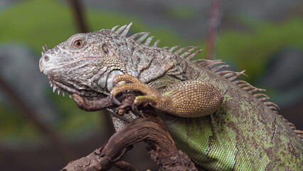 Fototapeta premium Green iguana