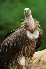 Obraz premium Griffon vulture