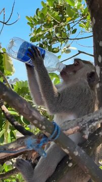 Macaque Monkey Holding Water Bottle Tree Branch Tropical Bali